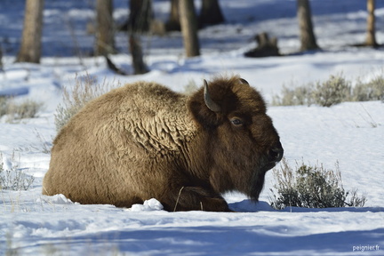 bison