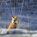 renard