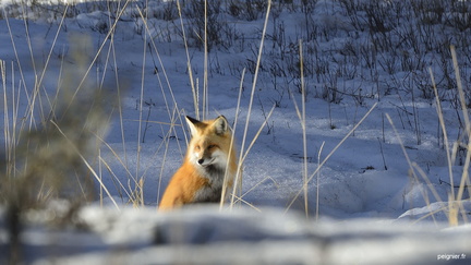 renard