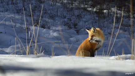 renard