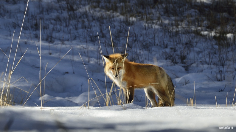 renard