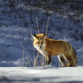 renard