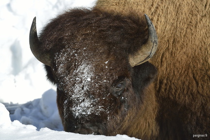 bison