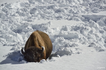 bison