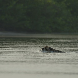 Pantanal