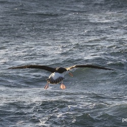 Albatros à tête grise