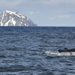 Antarctique