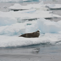 Antarctique