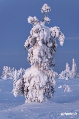 _FZ03557