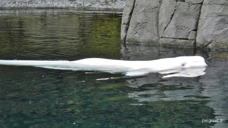 DSCN6411.JPG