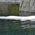 DSCN6411