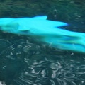 DSCN6412