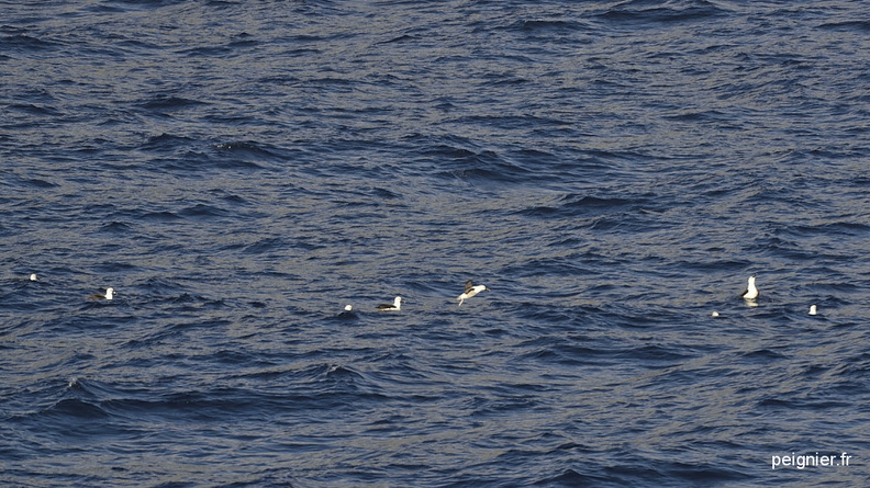 _4FP9379.JPG